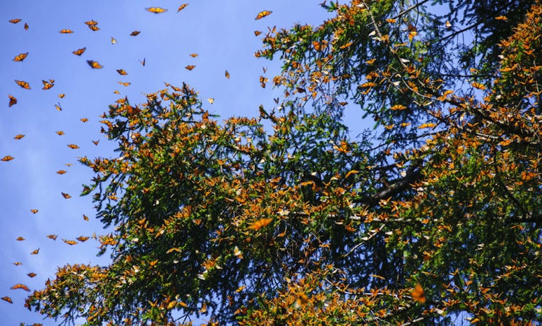 Monarch butterflies in Michoacan Mexico